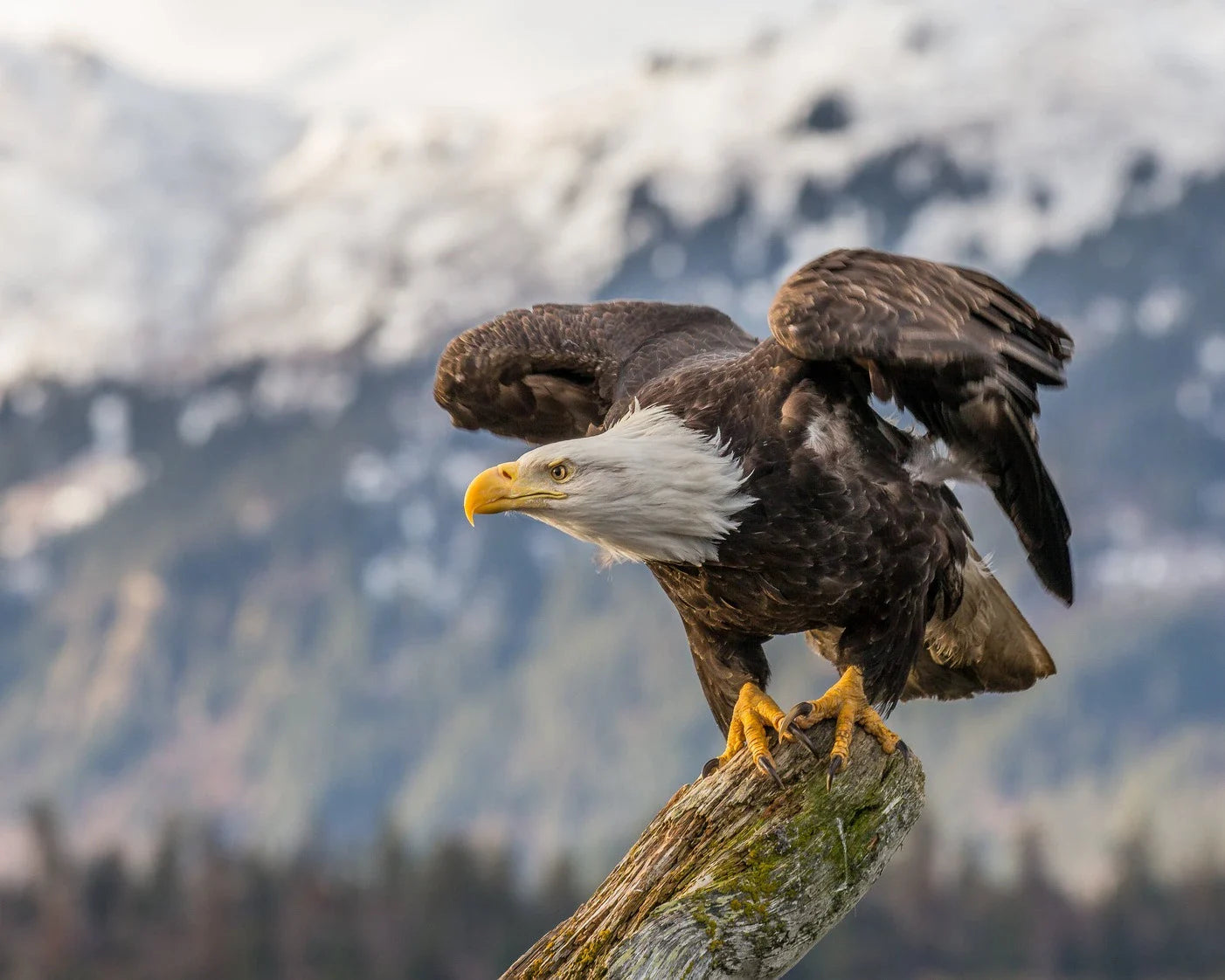 This Week in American History: June 25th - July 1st
